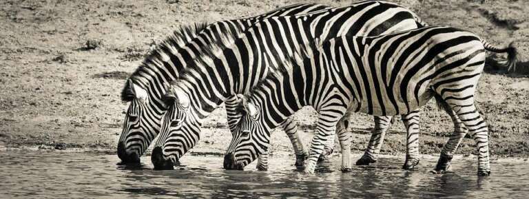 zebre che bevono