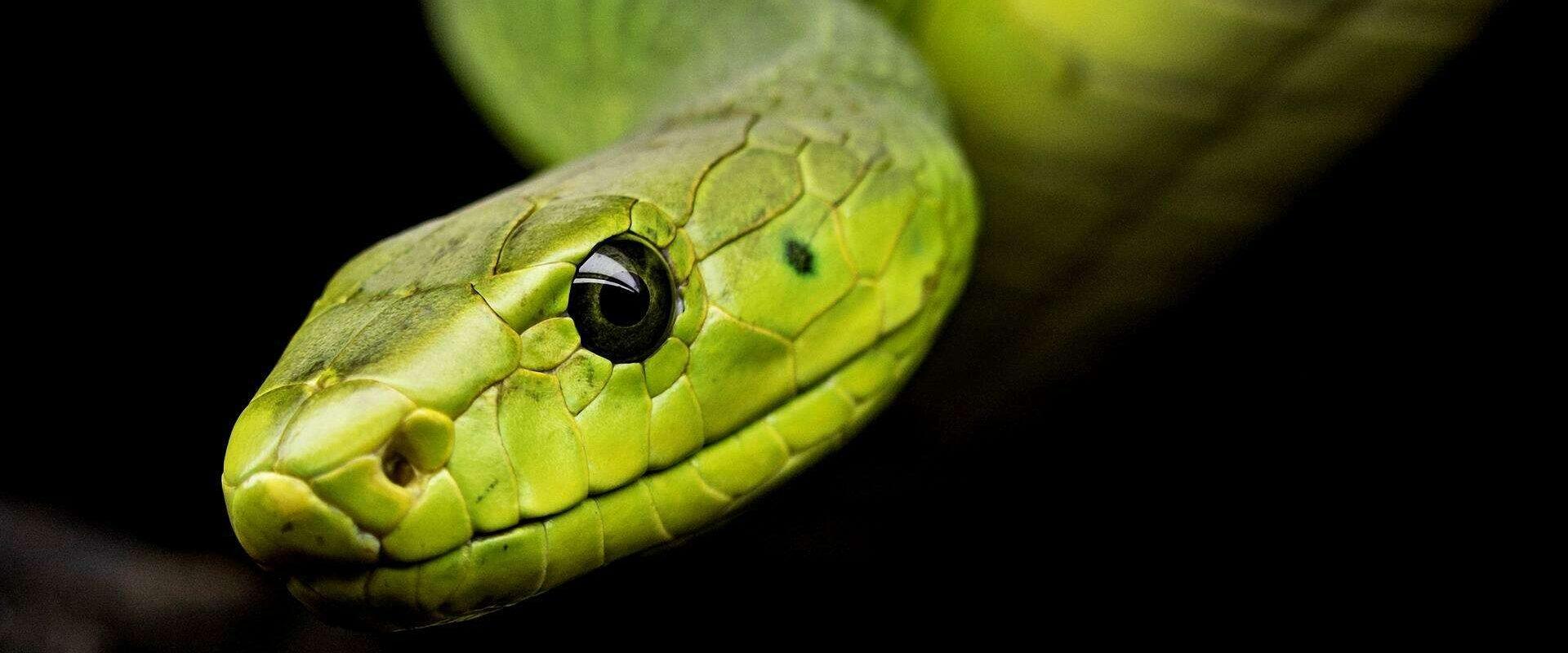 snake g1343d4c63 1920 1920x1279