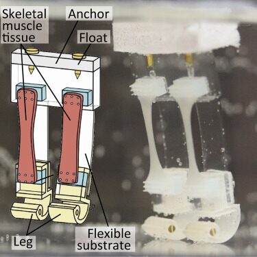 Robot Bipedale Bioibrido: Innovazione ispirata alla Camminata Umana 6 image 199