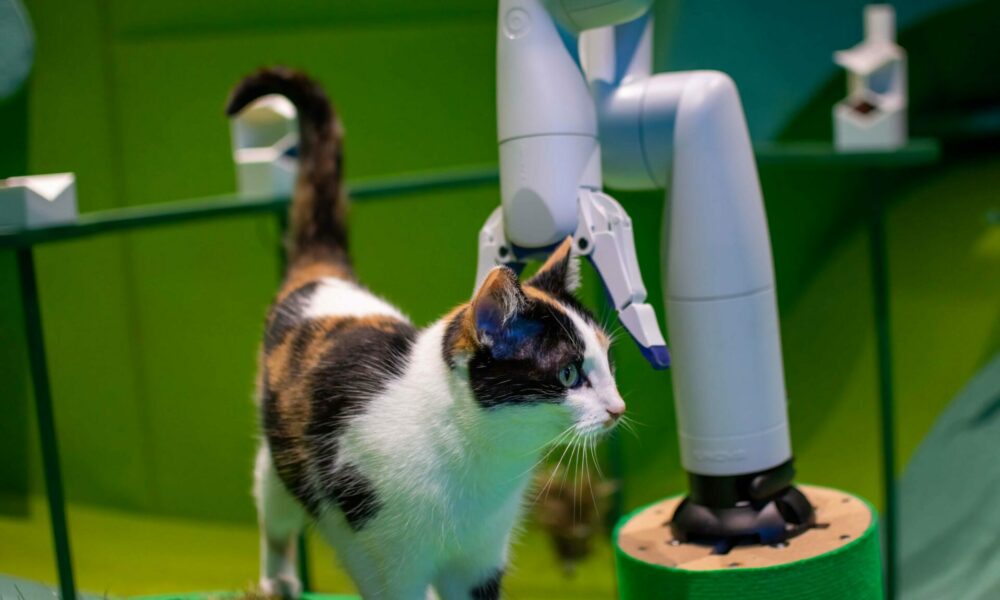 Gatti e Robot: studio mostra cosa occorre per fidarsi