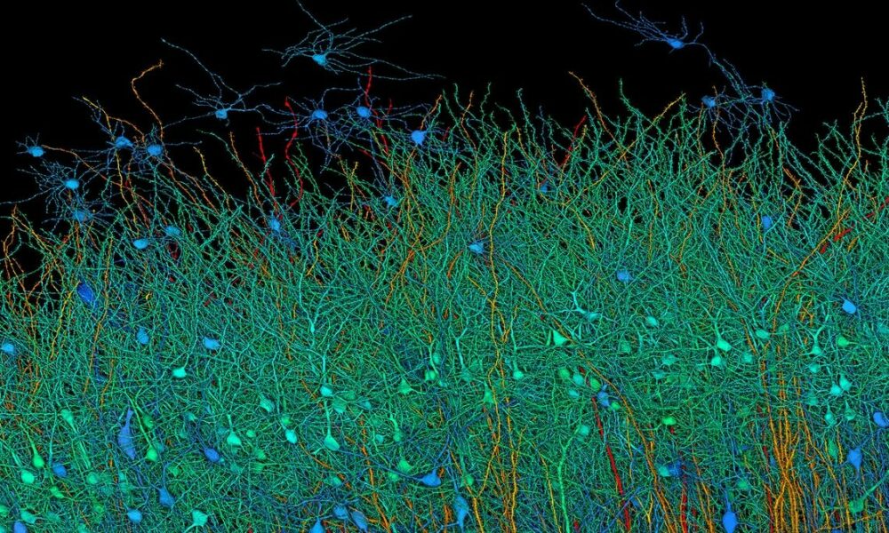 Scoperte rivoluzionarie nella mappatura del cervello umano