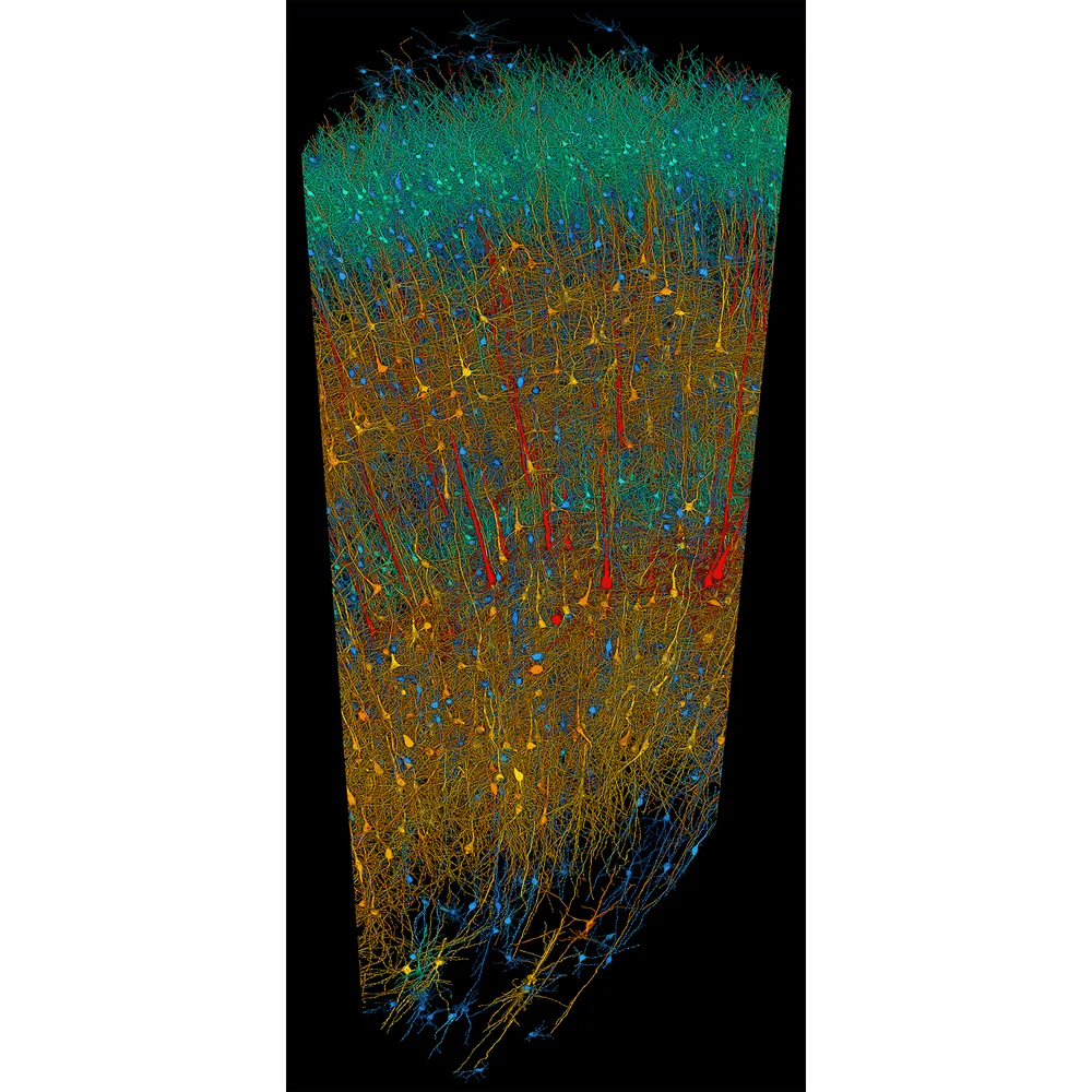 Scoperte rivoluzionarie nella mappatura del cervello umano 7 image 75