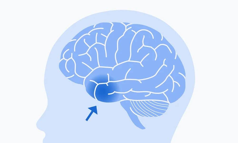 Scoperte rivoluzionarie nella mappatura del cervello umano 6 Scoperte rivoluzionarie nella mappatura del cervello umano