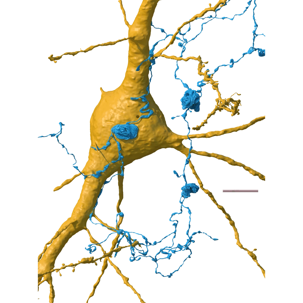 Scoperte rivoluzionarie nella mappatura del cervello umano 9 image 77