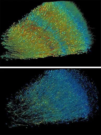 Google: ricerca sul cervello dei topi per comprendere la mente umana 6 image 75