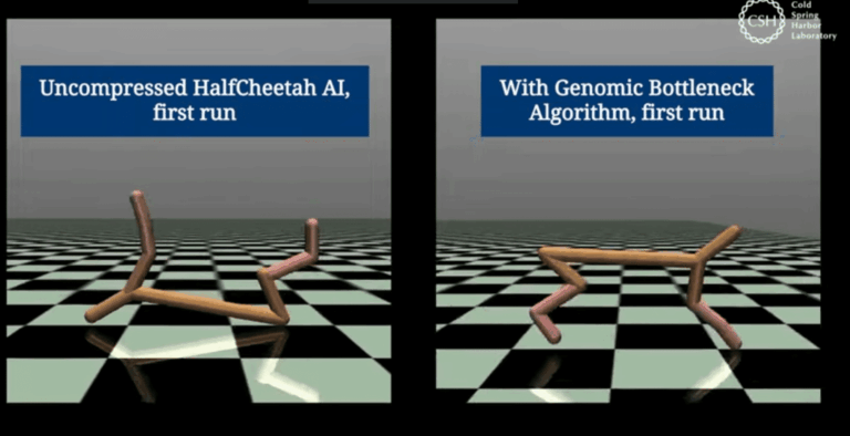Rivoluzione AI con il concetto di "genomic bottleneck" 2 Screenshot 2024 11 28 164039