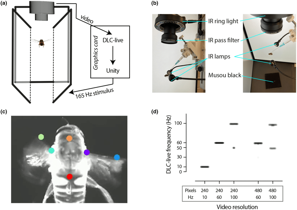 Realtà virtuale e neuroscienze studiano comportamenti animali 6 image 11