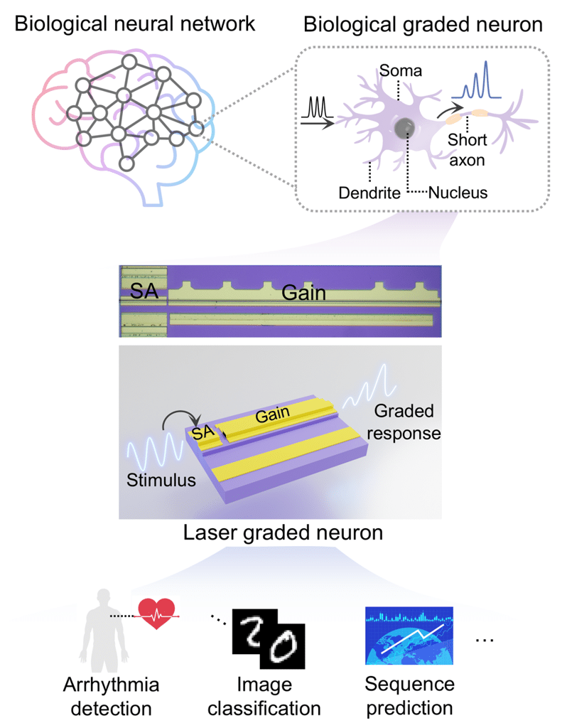 Neurone artificiale basato su laser: futuro AI e calcolo avanzato 7 image 351