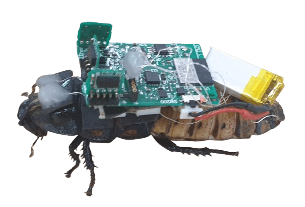 Insetti cyborg per missioni di salvataggio: il progetto che unisce biologia e tecnologia 8 image 325