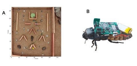 Insetti cyborg per missioni di salvataggio: il progetto che unisce biologia e tecnologia 6 image 326