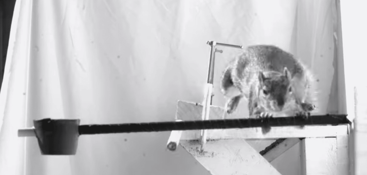 Robot ispirati agli scoiattoli: un salto nel futuro della locomozione artificiale