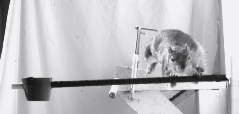 Robot ispirati agli scoiattoli: un salto nel futuro della locomozione artificiale