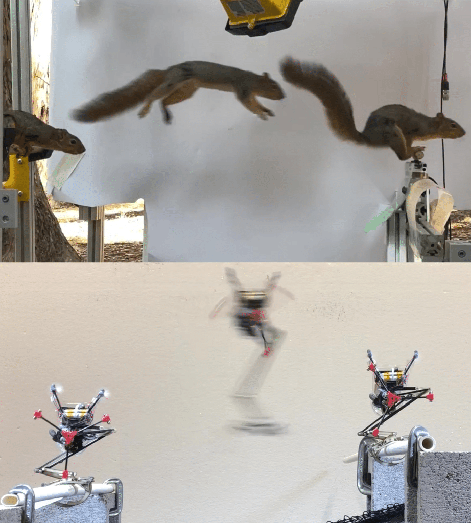Robot ispirati agli scoiattoli: un salto nel futuro della locomozione artificiale 6 image 329