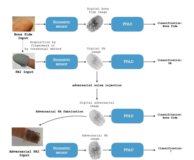 Biometria e vulnerabilità: l’Europa si rafforza contro i rischi nei sistemi di identificazione 9 image 114