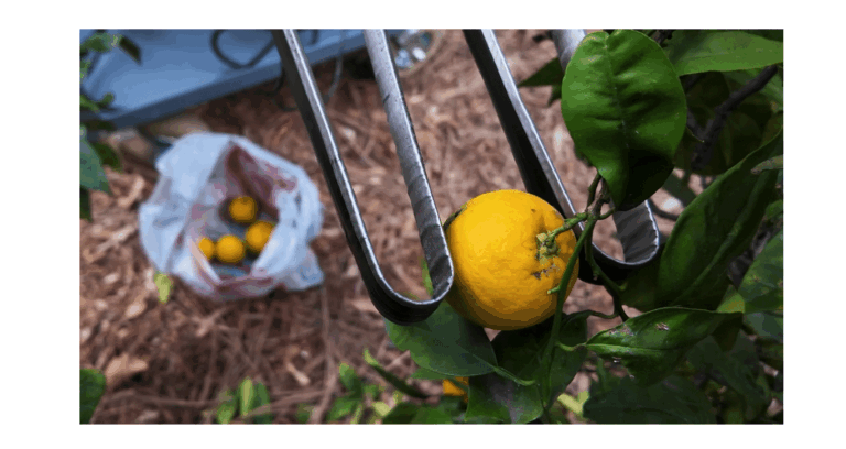 Robot ispirato al metro a nastro rivoluziona la raccolta di frutta e verdura 1 image 206