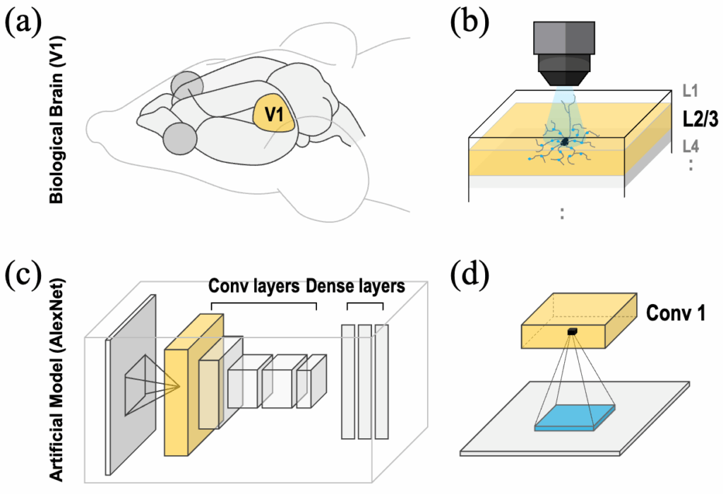 Lp-Convolution rivoluziona la visione artificiale: l’AI imita la corteccia visiva umana 6 image 14