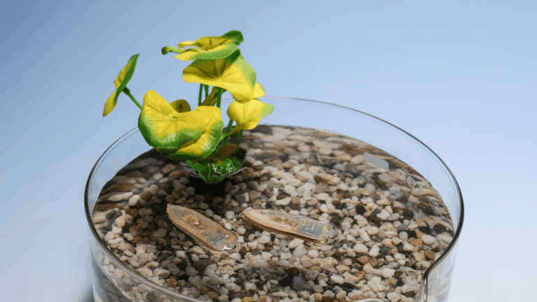 Robot acquatico commestibile e biodegradabile ispirato agli insetti e utile per l’ecosistema 4 Robot acquatico commestibile e biodegradabile ispirato agli insetti e utile per l’ecosistema