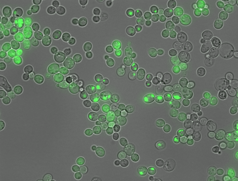 L’intelligenza artificiale spiegabile decifra il “linguaggio segreto” delle proteine adesive 5 image 515