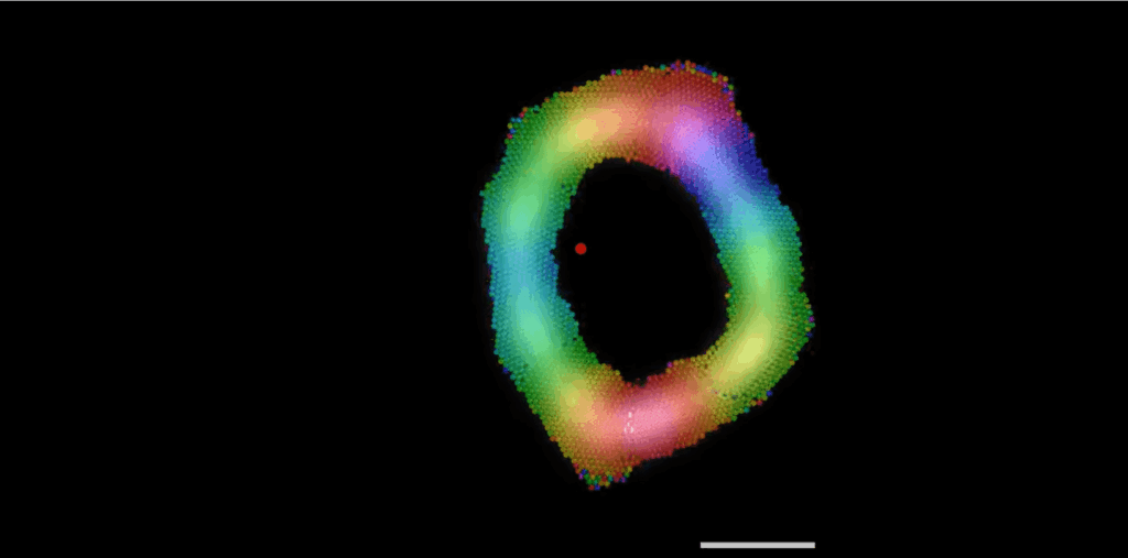 Robot minuscoli usano il suono per auto-organizzarsi in sciami intelligenti 2 Screenshot 2025 08 14 091930
