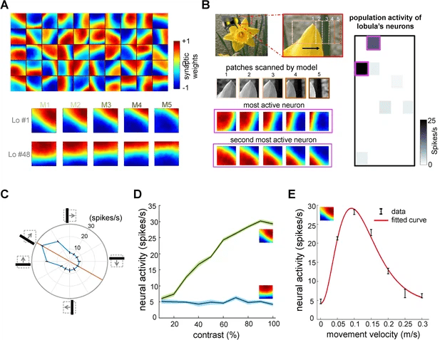 Modello neuromorfico per visione attiva nelle api 7 image 297