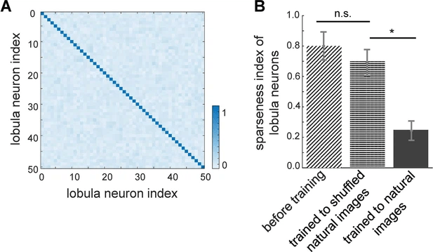 Modello neuromorfico per visione attiva nelle api 8 image 298