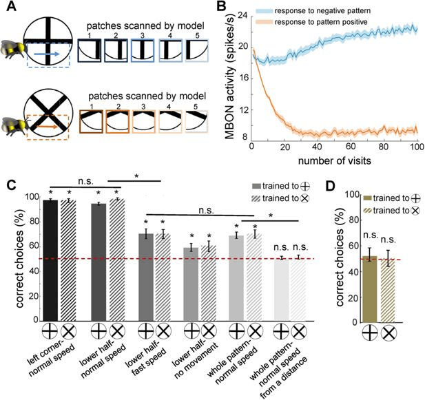 Modello neuromorfico per visione attiva nelle api 9 image 299