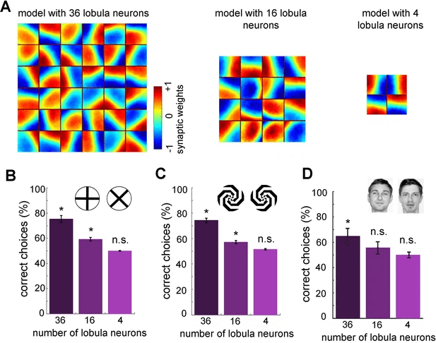 Modello neuromorfico per visione attiva nelle api 11 image 301