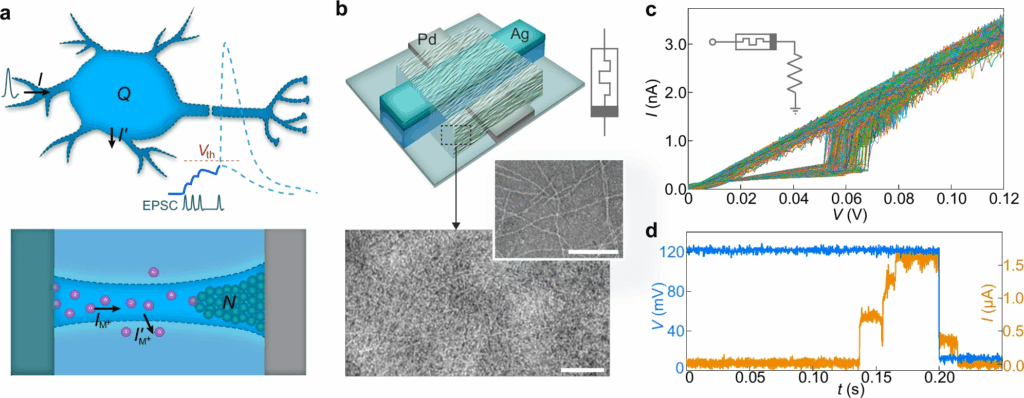 Neuroni artificiali emulano parametri biologici reali 7 image 383