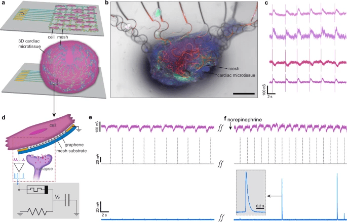 Neuroni artificiali emulano parametri biologici reali 9 image 385