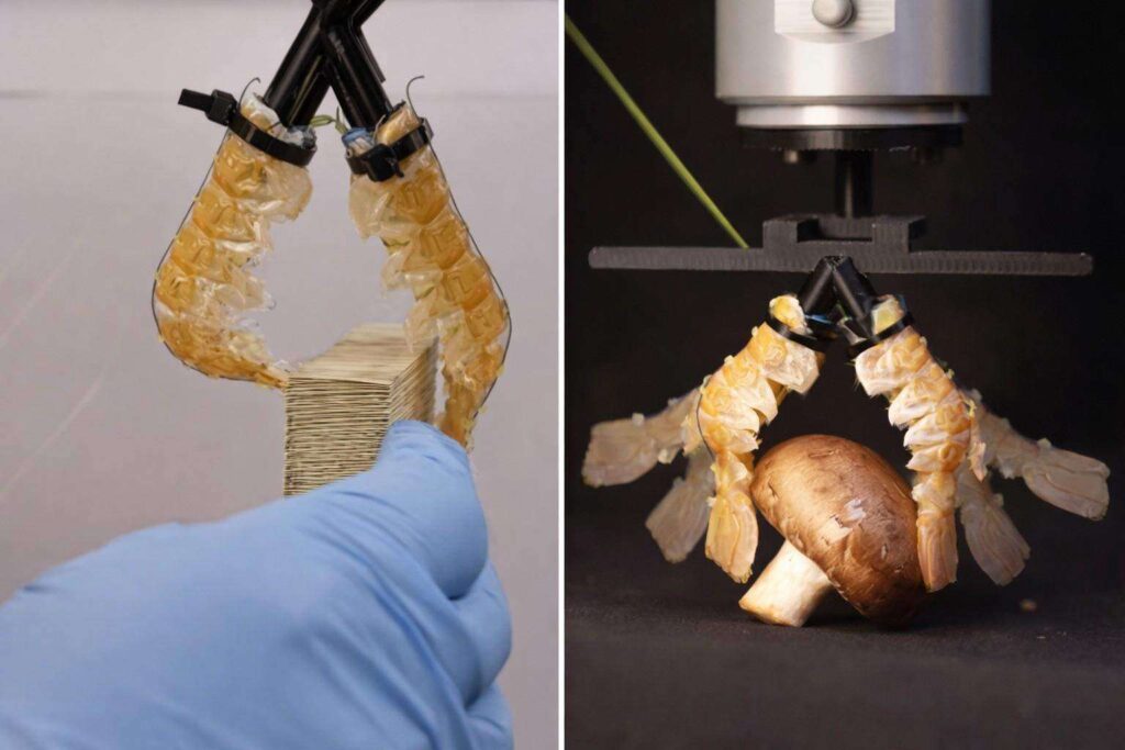 robot bioibridi esoscheletri crostacei