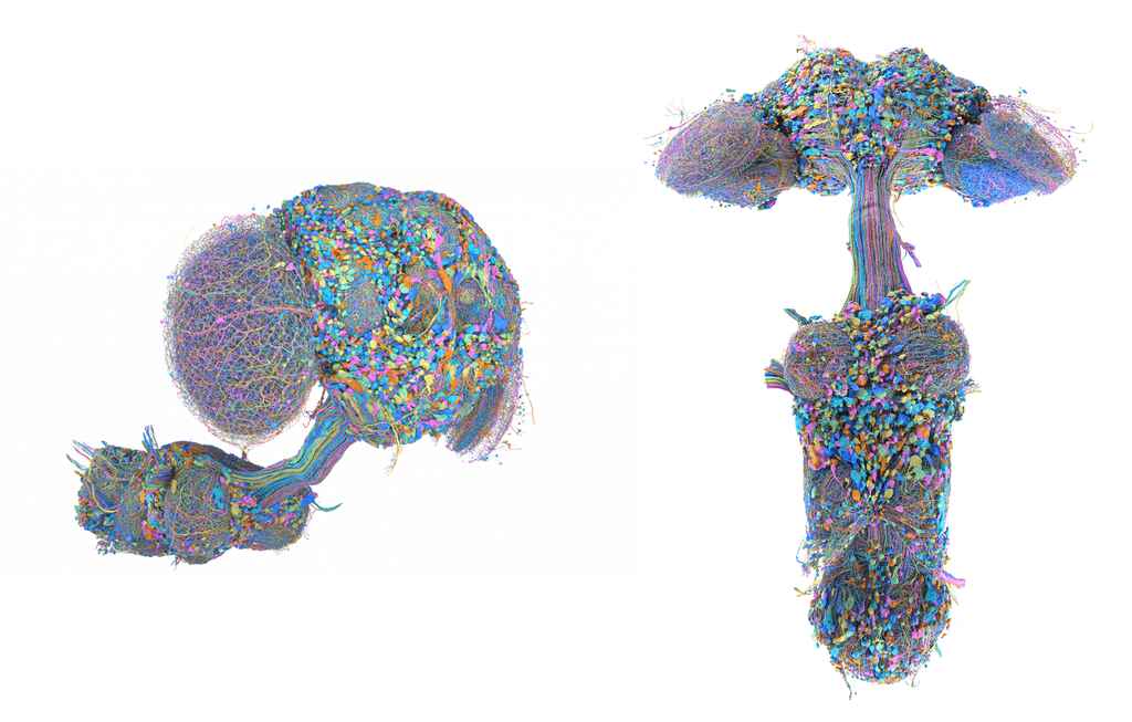 Google completa il cervello del moscerino: 166.000 neuroni finiscono dentro Doom 1 image 307