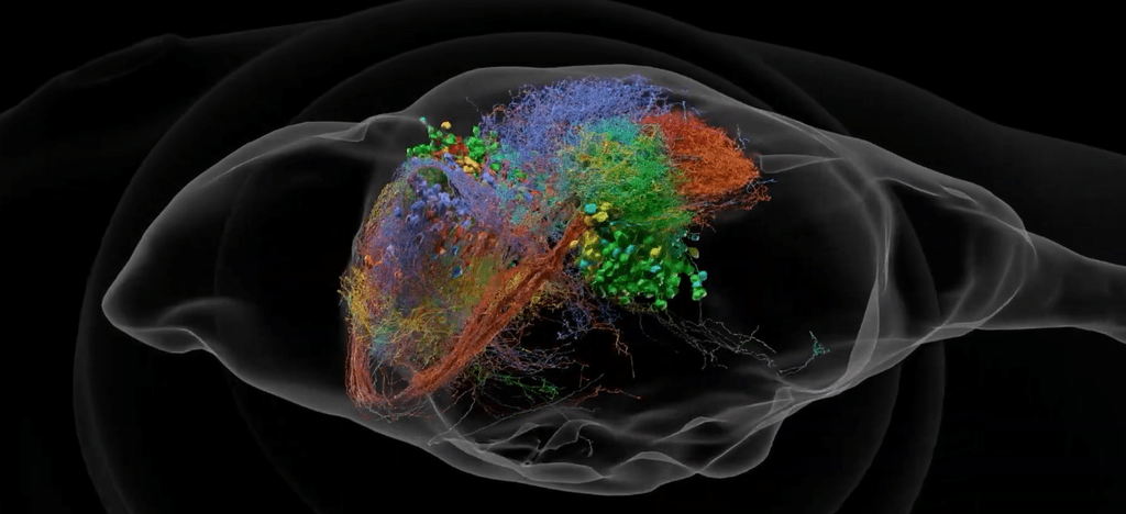 Google completa il cervello del moscerino: 166.000 neuroni finiscono dentro Doom 4 image 310